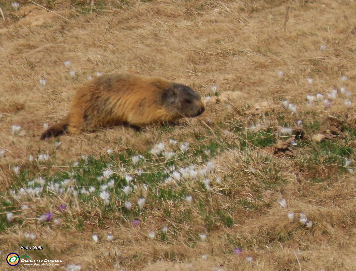 45 Marmotta tra i crocus.JPG